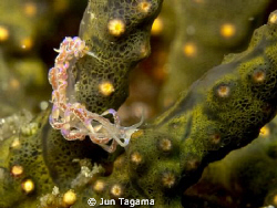 Juvenile Flabellina, G12 + UCL165 by Jun Tagama 